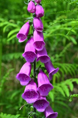 Hallin Fell foxglove